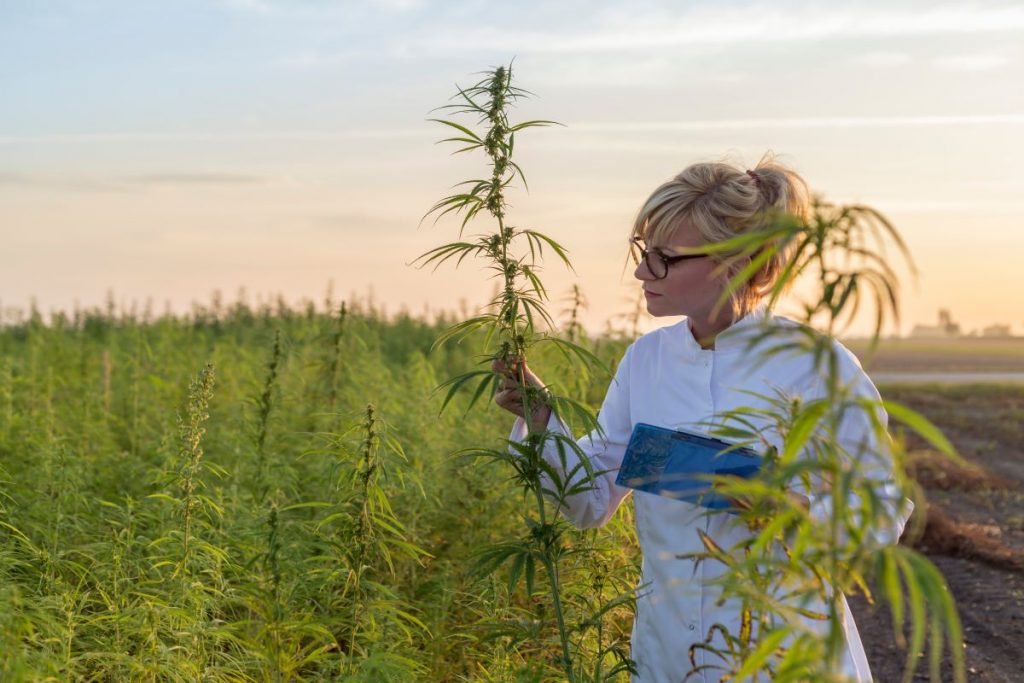 What Is The Hemp Plant Use For And What Are Its Benefits