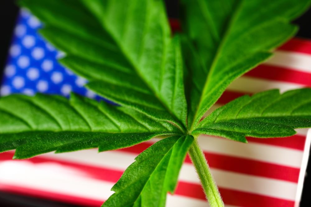 américains cannabis