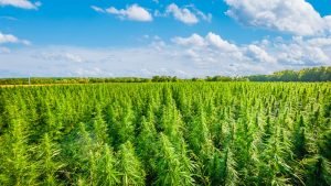 cannabis médical France